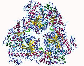 Adenylyl cyclase