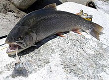Learn more about Arctic char