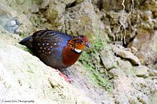 Chestnut-breasted partridge