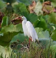 Learn more about Intermediate egret