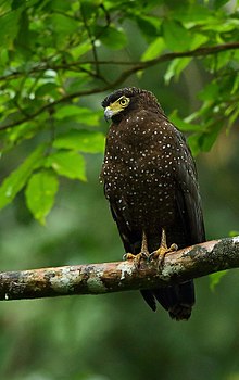 Andaman serpent eagle