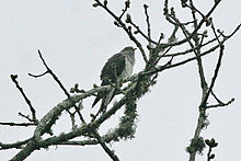 Lesser cuckoo