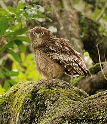 Learn more about Brown fish owl