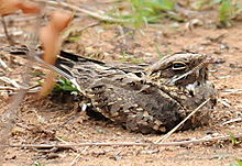 Learn more about Indian nightjar