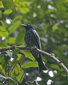 Crow-billed drongo