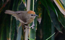Buff-chested babbler