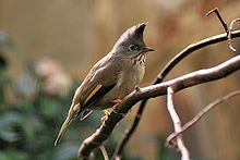 Learn more about Stripe-throated yuhina
