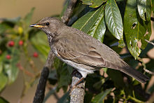 Black-throated thrush