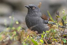 Maroon-backed accentor