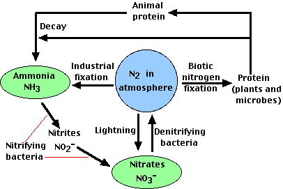 The Nitrogen Cycle