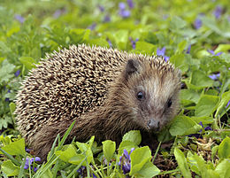 Learn more about European hedgehog