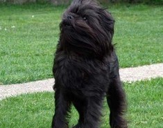 Affenpinscher