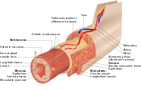 Enteric nervous system