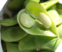 Lima beans nutrition facts