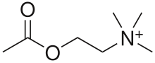 Learn more about Acetylcholine