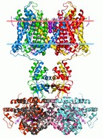 Membrane protein