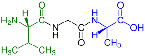 Learn more about Oligopeptide