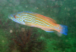 Cuckoo wrasse