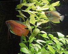 Learn more about Dwarf gourami