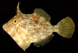 Learn more about Filefish