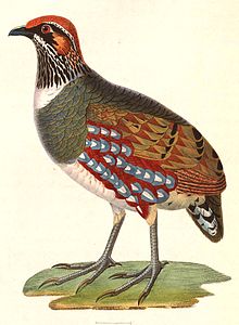 Hill partridge