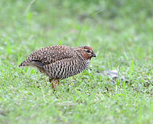 Rock bush quail