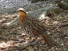 Learn more about Mountain bamboo partridge