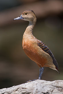 Learn more about Lesser whistling duck