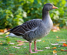 Greylag goose