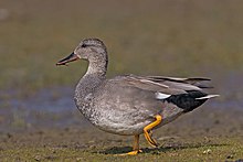 Gadwall