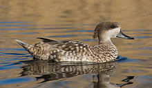 Learn more about Marbled duck