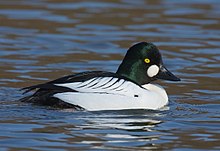 Learn more about Common goldeneye