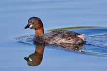 Little grebe