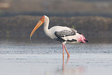 Painted stork