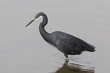 Western reef heron