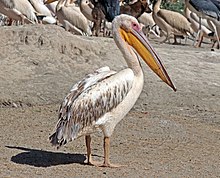 Great white pelican