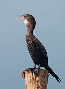 Learn more about Little cormorant