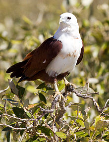 Brahminy kite