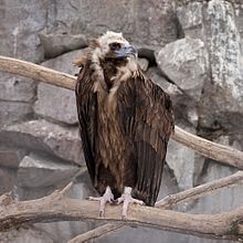 Cinereous vulture