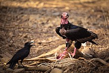 Red-headed vulture