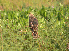 Eastern marsh harrier