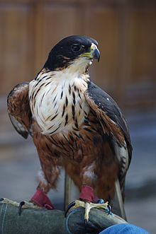 Learn more about Rufous-bellied eagle