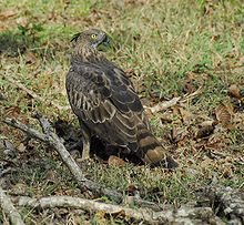 Learn more about Mountain hawk-eagle