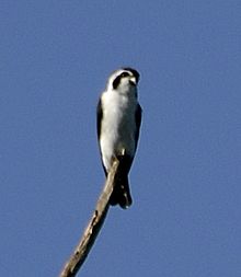 Pied falconet