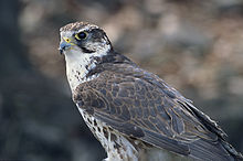 Saker falcon