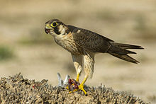 Barbary falcon