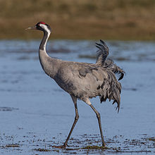 Common crane