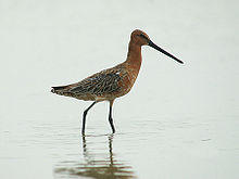 Asian dowitcher