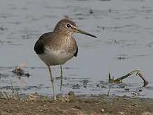 Green sandpiper