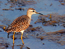 Wood sandpiper